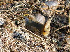 Bluethroat (cyanecula)