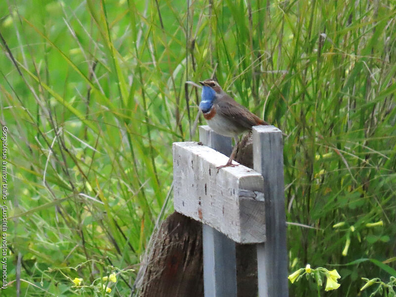 Bluethroat (cyanecula)