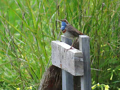 Bluethroat (cyanecula)