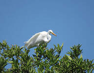 Grande Aigrette