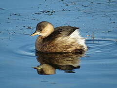 Little Grebe