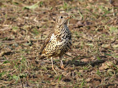 Mistle Thrush