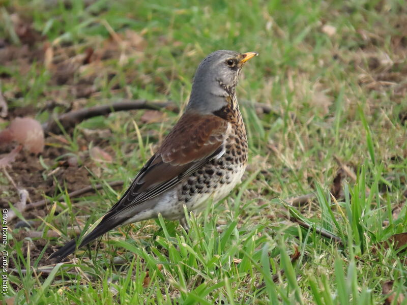 Fieldfare