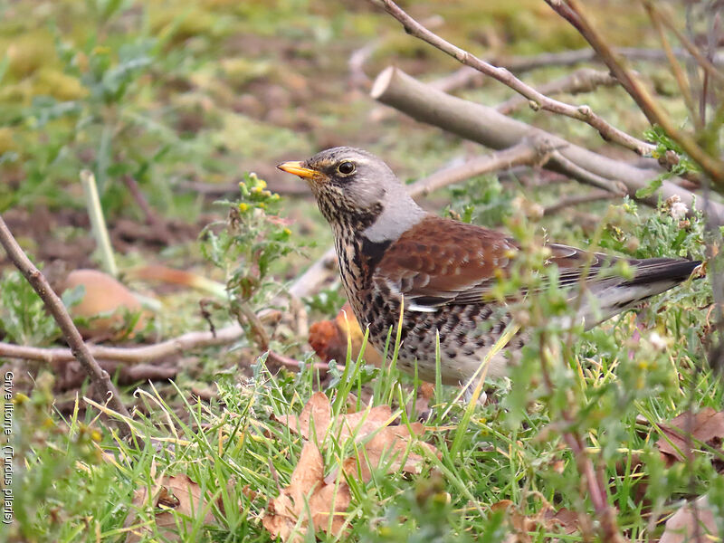 Fieldfare