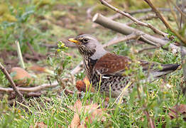 Fieldfare