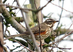 Redwing