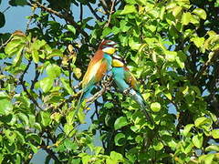 European Bee-eater