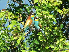 European Bee-eater