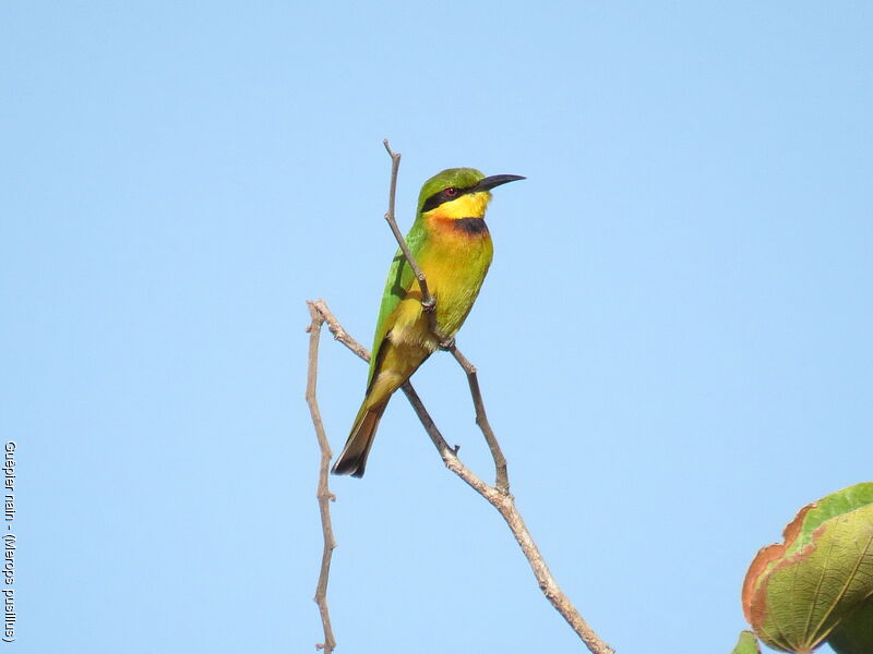 Little Bee-eater