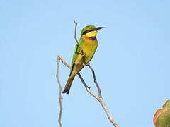 Little Bee-eater