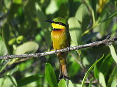 Little Bee-eater