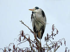 Grey Heron