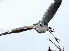 Grey Heron