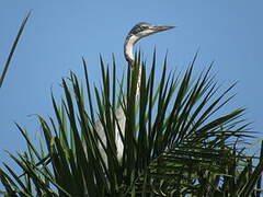 Black-headed Heron