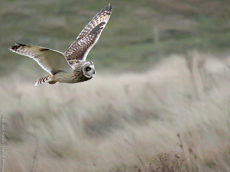 Hibou des marais