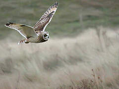 Short-eared Owl