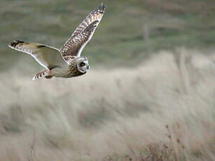 Hibou des marais