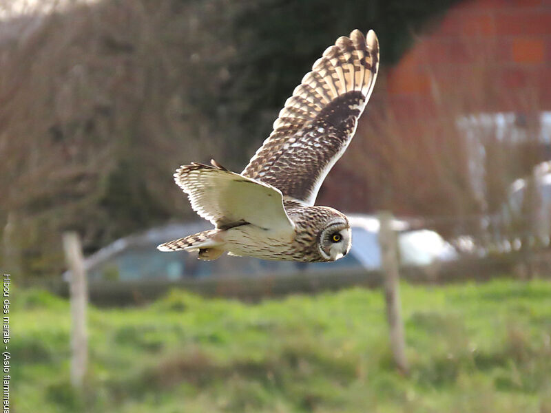 Hibou des marais