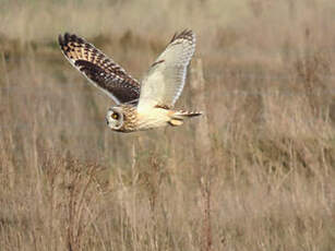 Hibou des marais