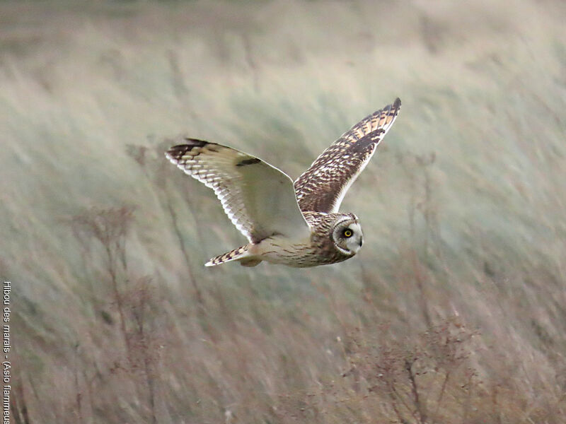 Hibou des marais