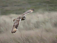 Hibou des marais