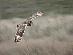 Hibou des marais