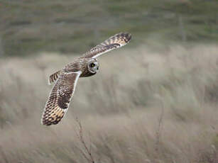 Hibou des marais