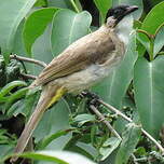 Bulbul à poitrine brune