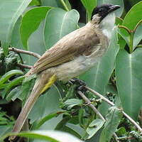 Bulbul à poitrine brune