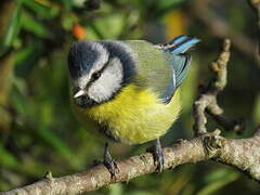 Eurasian Blue Tit