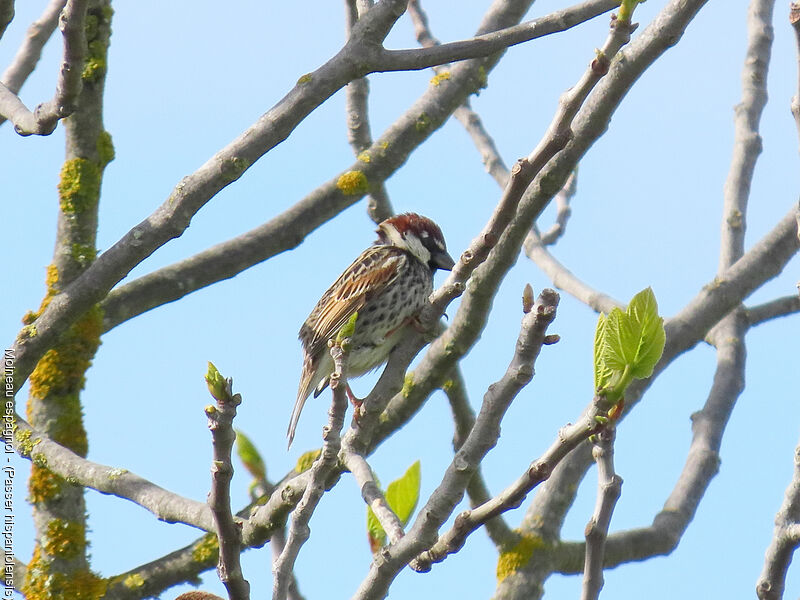 Moineau espagnol