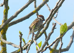 Moineau espagnol