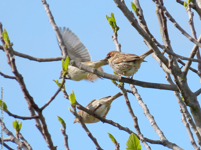 Moineau espagnol