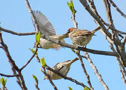 Moineau espagnol