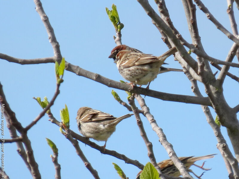 Spanish Sparrow