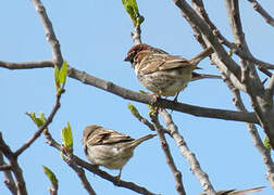 Spanish Sparrow