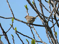 Spanish Sparrow