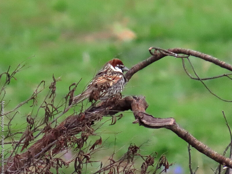 Spanish Sparrow