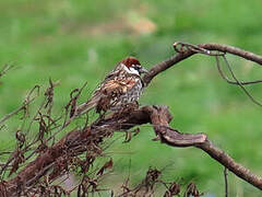 Spanish Sparrow