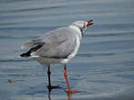 Mouette à tête grise