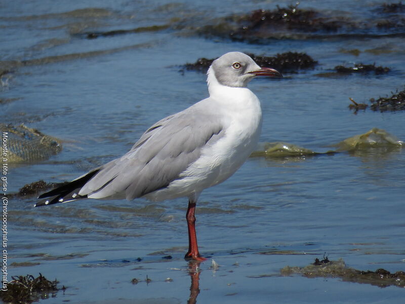 Mouette à tête grise