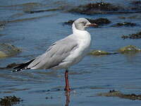 Mouette à tête grise