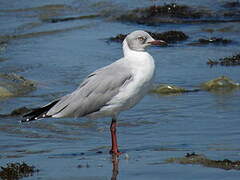 Grey-headed Gull