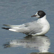 Mouette de Bonaparte