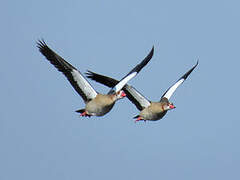 Egyptian Goose