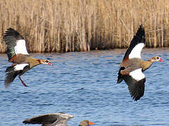 Egyptian Goose