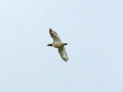 Little Bustard