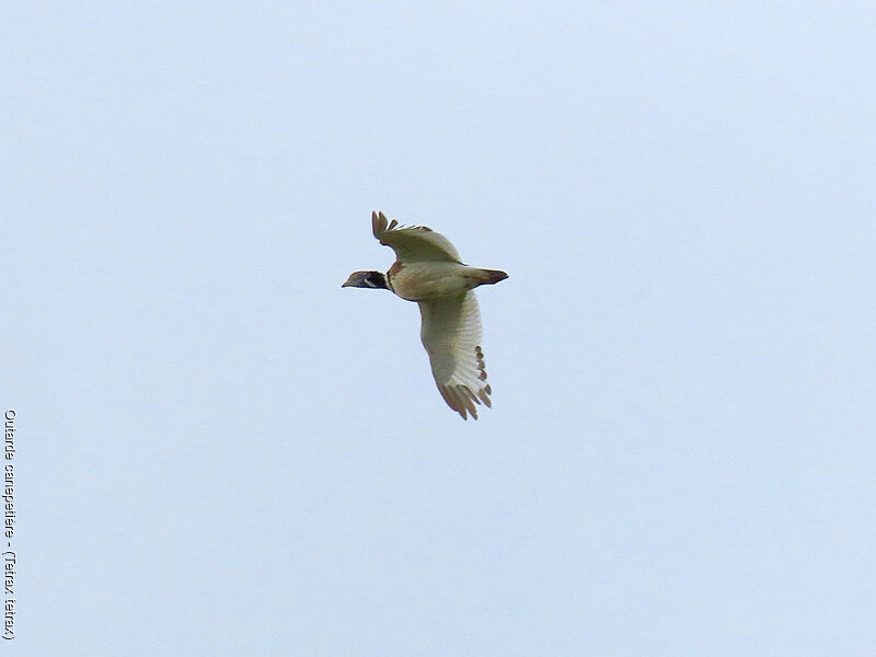 Little Bustard