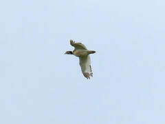 Little Bustard