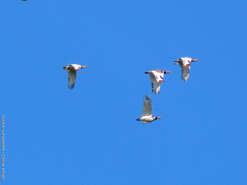 Outarde canepetière